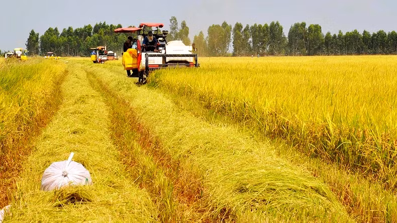 Harvesting rice in Thanh Phu Commune, Vinh Thanh District, Can Tho City. (Photo: Phuong Nghi)