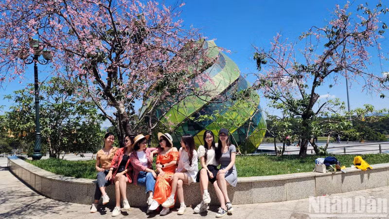 In the middle of April, walking around some streets in the inner city of Da Lat, such as Tran Hung Dao, Ho Tung Mau, Pham Ngu Lao, Hung Vuong and Tran Phu, or walking among the pine hills in the inner city, many people enjoy “out of season” Mai anh dao.