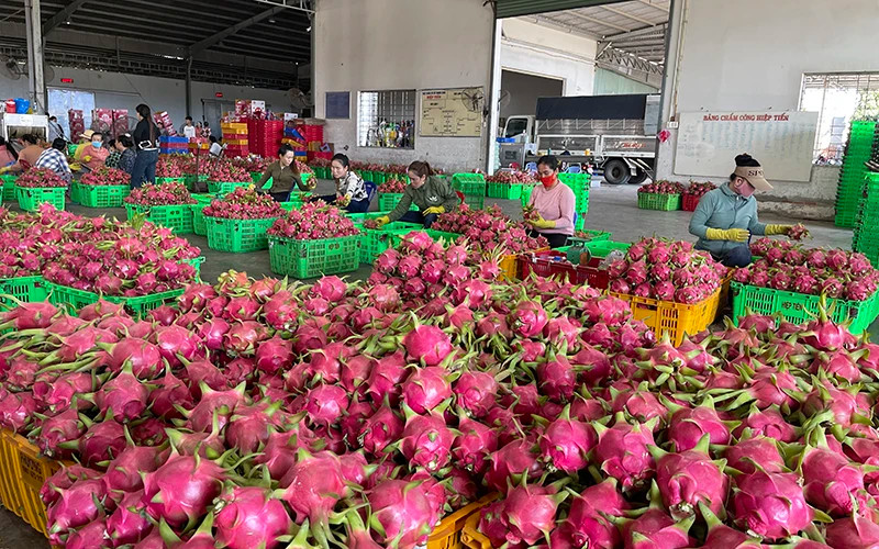 Emission-reducing dragon fruit sells for high prices and is exported to several demanding markets. (Photo: Thanh Hai)