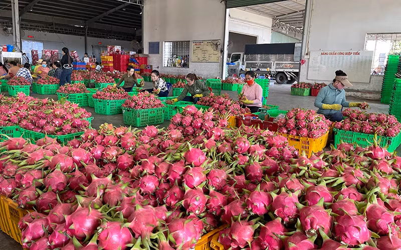 Emission-reducing dragon fruit sells for high prices and is exported to several demanding markets. (Photo: Thanh Hai)