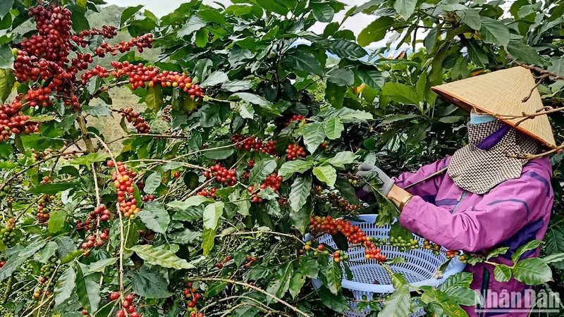 Harvesting Arabica coffee in Lam Dong.
