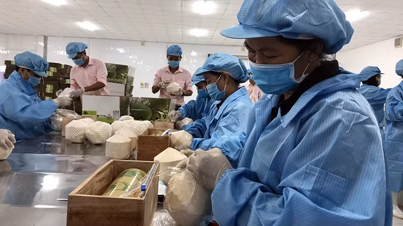 Preliminary processing of fresh coconuts for export in Ben Tre Province. (Photo: Trung Le)