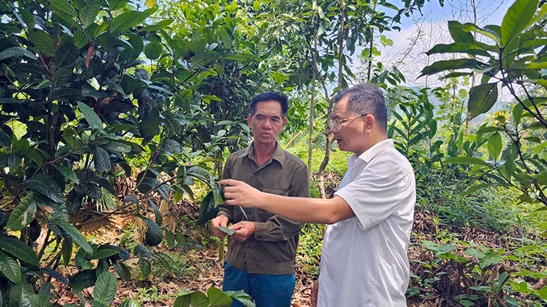 Head of the Department of Agriculture of Ba Che District (Quang Ninh) Vi Thanh Vinh talks with a family growing yellow tea. (Photo: Thanh Mai)