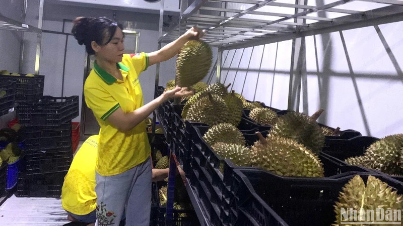 After the Protocol was signed and came into effect, it opened up many opportunities but also challenges for businesses, people and localities in organizing production and export.
