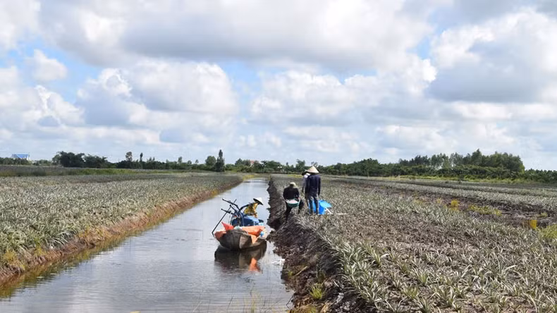 Traditional pineapple growing process of farmers in Phuoc Lap 1 commune, Tan Phuoc district, Tien Giang province.
