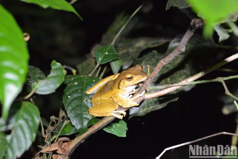 Tourists can take photos freely here, however they should not turn on the flash and must remain quiet so as not to affect the night hunting of wild animals. Tourists can take photos freely here, however they should not turn on the flash and must remain quiet so as not to affect the night hunting of wild animals.