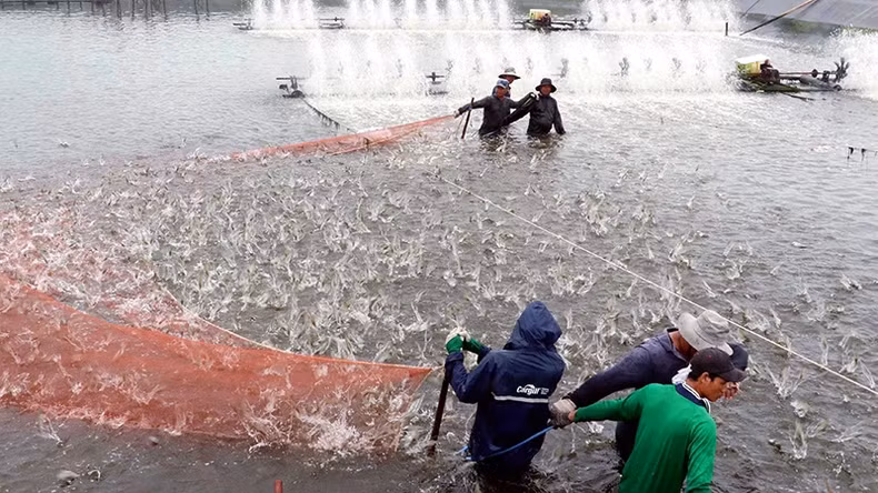 Harvesting shrimp farmed using a high-tech model in Soc Trang Province. (Photo: Trung Hieu)