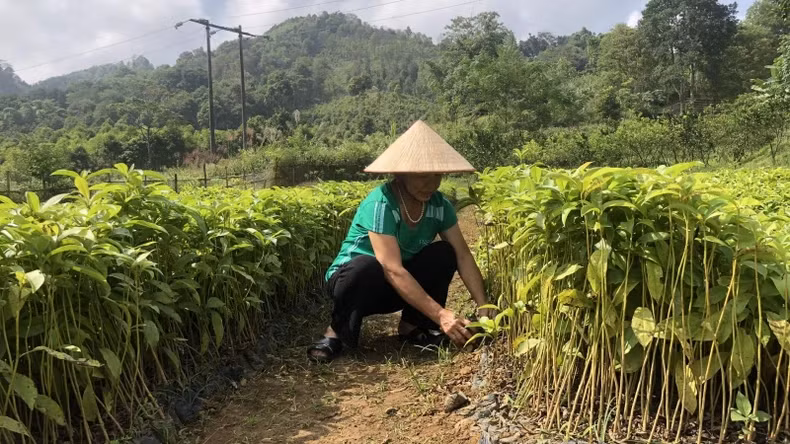 Producing high-quality seedlings for afforestation.