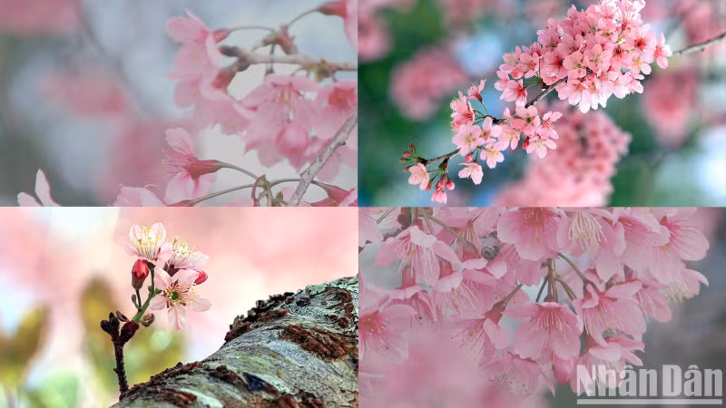 This flower was given its name because its branches and trunk look like a peach tree, while its flowers are like those of the apricot, with five pointed bills, and the tree’s posture is like the Japanese Anh dao (cherry blossom) tree.