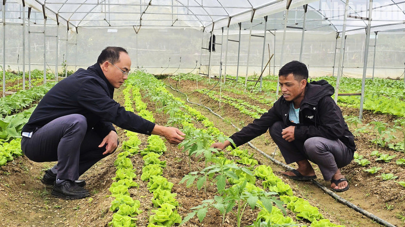 A Hung grows cold-climate vegetables in a greenhouse.