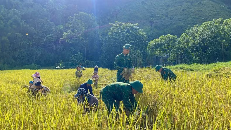 The Border Guard also helps people harvest the summer-autumn rice crop to avoid floods.