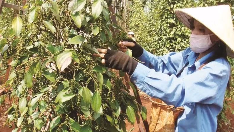 Agricultural export products are enjoying great price benefits.