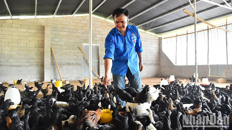 The livestock facility of Mr. Ha Van Ngoc, Director of the Youth General Agricultural Service Cooperative, in Yen Minh District, Ha Giang Province. (Photo: Thuy Nguyen)