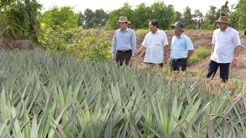 Leaders of Tien Giang province and Tan Phuoc district visit pineapple gardens in Hung Thanh commune, Tan Phuoc district.