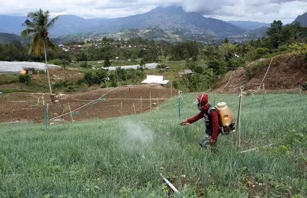 A man sprays pesticides on his red onion field in Salu Dewata village in South Sulawesi on April 30, 2023. (Photo: Antara)