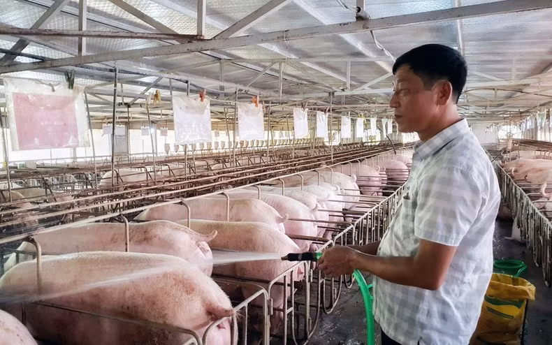 Bui Quang Hieu and his family from Tien Kien Commune, Lam Thao District, Phu Tho Province, develop their business from Agribank’s loan.