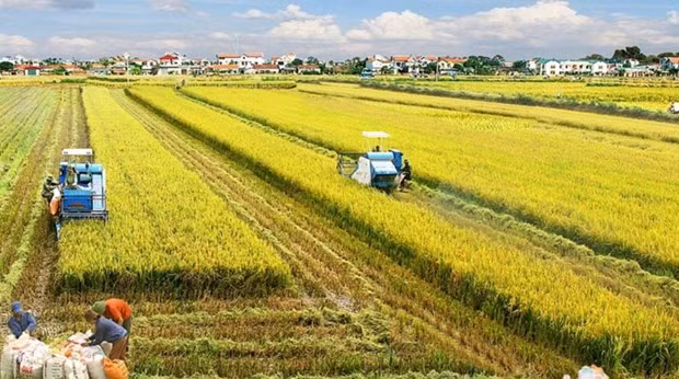 Mekong Delta rice farming to become a leading sector in agricultural production (Photo: VNA)