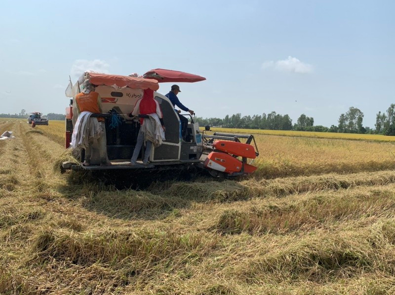 Vietnam is stepping up rice production, ensuring domestic supply and export.