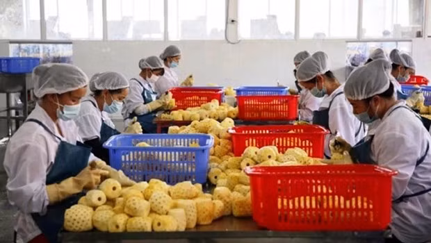 Vietnam's agricultural product exporters are urged to strengthen hi-tech applications in production, processing, and storage as well as improve market understanding. (Photo: nongnghiep.vn)