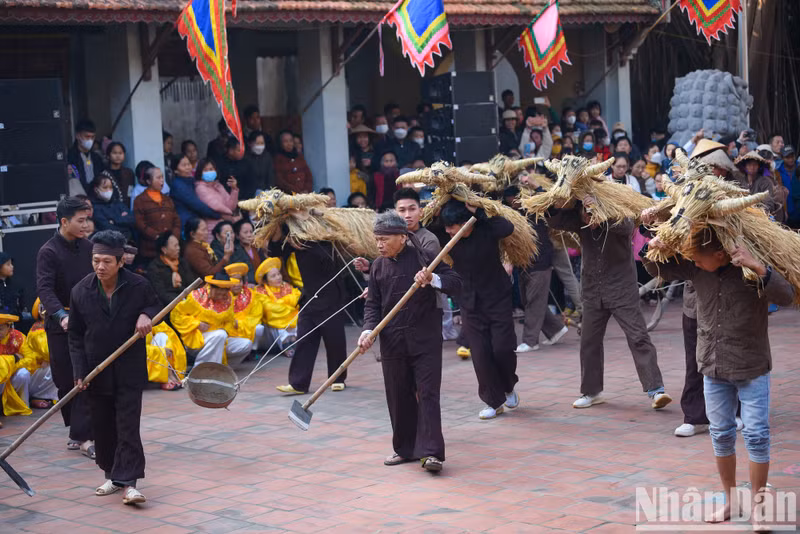 The festival is a typical event of the wet rice civilisation in the Red River Delta region.