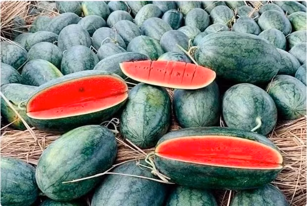 Watermelon from Vietnam has been permitted to enter the Chinese market via the official channel. (Photo: VNA)