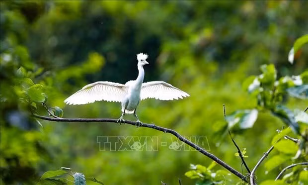 A bird spotted at the Van Long Wetland Nature Reserve in Gia Vien district, Ninh Binh province (Photo: VNA)