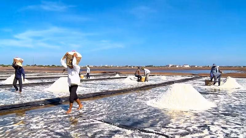Harvesting salt in Dien Hai Commune, Dong Hai District, Bac Lieu Province.