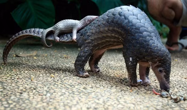 Sunda pangolins (Manis Javanica) (Photo: VNA)