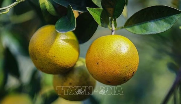The orange cultivated in Cao Phong district of Hoa Binh province (Photo: VNA)