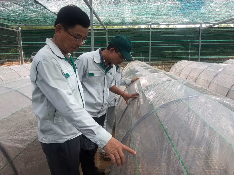Checking the growth and development of hybrid acacia trees at Long Thanh Nursery, Vinh Ha Commune, Vinh Linh District, Quang Tri Province. Checking the growth and development of hybrid acacia trees at Long Thanh Nursery, Vinh Ha Commune, Vinh Linh District, Quang Tri Province.