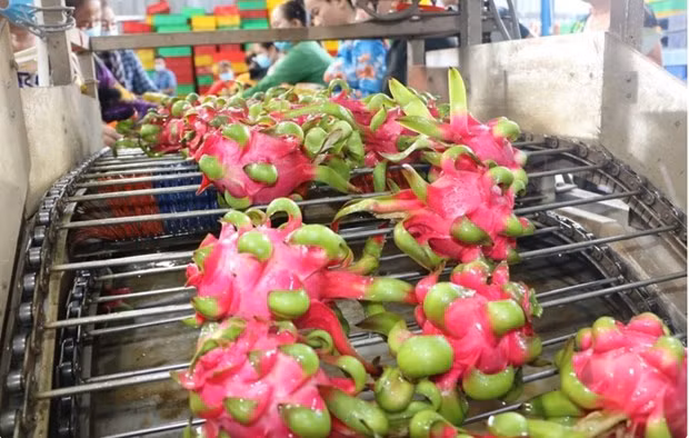Vietnam has been China's fourth most important trade partner and its main supplier of such products as lychee, dragon fruit and cashew nuts. (Photo: VNA)