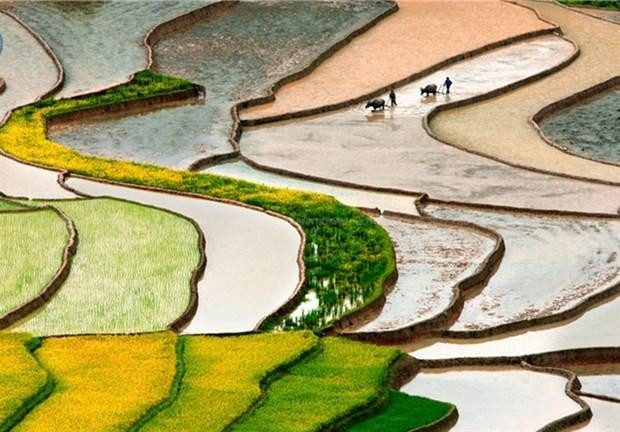 The photo Transplanting Season by photographer Trinh Ngan Lien, head of Ha Nam province’s Photography Association, wins the gold medal in the travel category at the second HCM City International Photo Contest. (Photo courtesy of HPA)