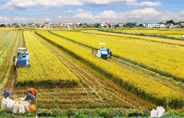 Illustrative image (Photo: VNA)