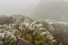 Ice appears, covering Fansipan peak in white. (Photo: NDO)