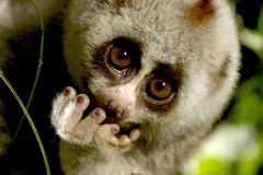 According to RTBF, protected and inaccessible areas are home to some of the world's rarest animal species. (Photo: RTBF)