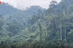 [Video] Potential of carbon credit trading in forestry sector