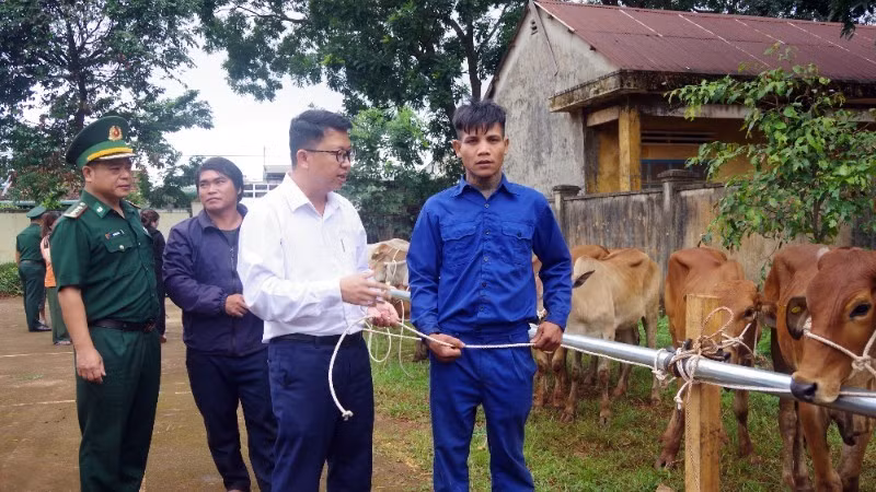 Leaders of the Gia Lai Provincial Border Guard Command and the People's Committee of Ia Dom Commune present breeding cows to disadvantaged households.