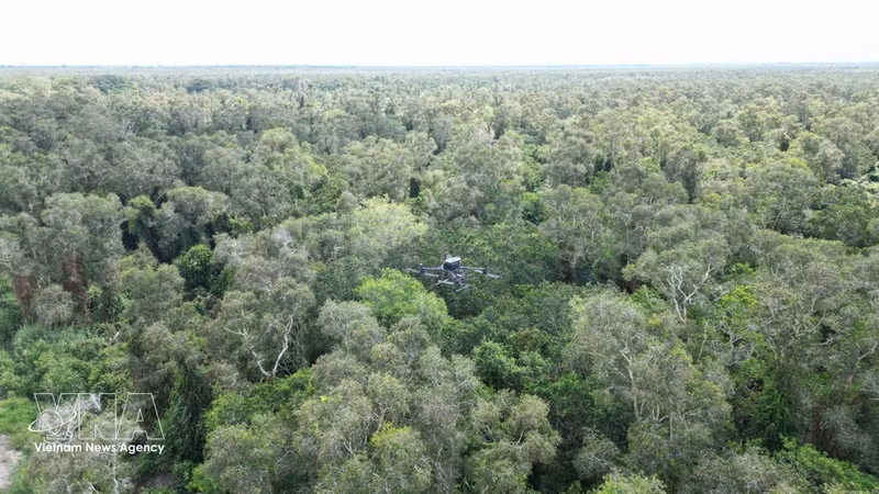 Ca Mau authorities deploy thermal imaging drones to support forest fire prevention and monitoring forces. (Photo: VNA)