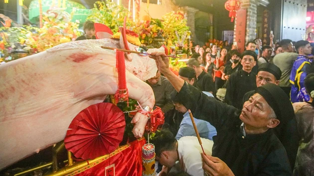 [In Pictures] Procession of giant “Lord Pigs” weighing over 200kg at La Phu Village Festival