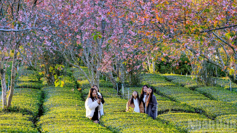 The blossoms are now at full bloom. From the city centre to its outskirts, shades of pink blanket the highland skies.