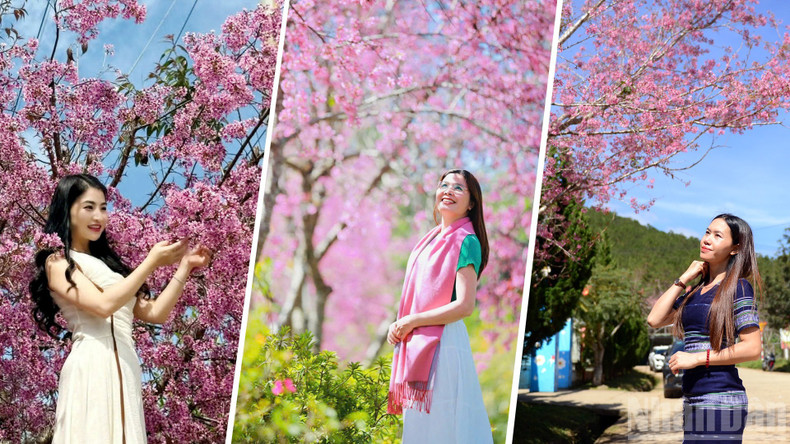 The blush of Da Lat’s cherry blossoms, like rosy cheeks, leaves countless visitors enchanted.
