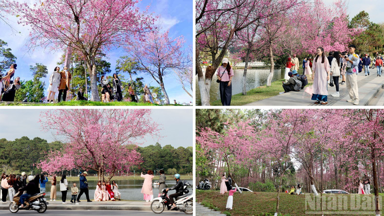 At this time of year, hillsides, roads, and sloping streets across the Lang Biang Plateau are bathed in a pinkish-purple glow of wild cherry blossoms.