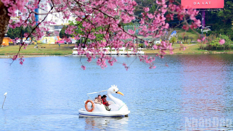 Cherry branches drooping by Xuan Huong Lake