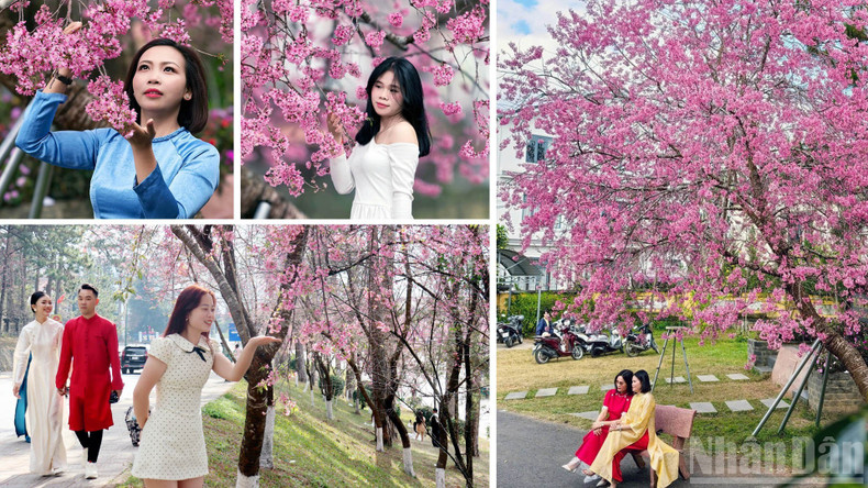 When winter winds fade into the forests, the blossoms that “herald spring” on the Lang Biang Plateau burst forth, tinting the highland skies pink. Young men and women don festive attire, preserving cherished moments beneath the wild cherry trees of Da Lat.