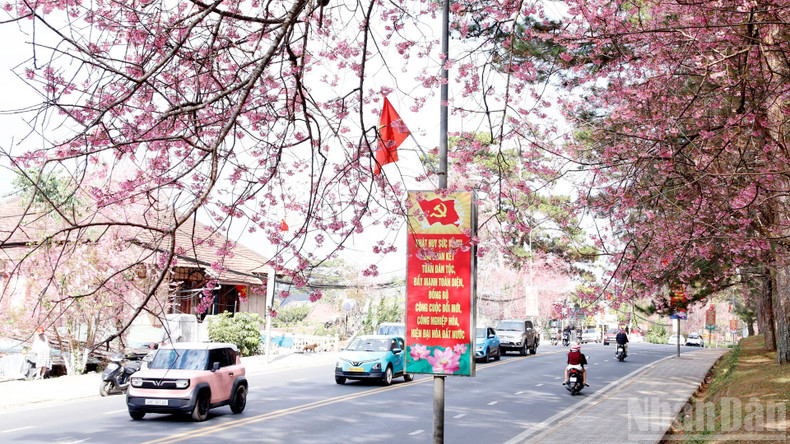 Flower-lined roads glow with wild Himalayan cherry blossoms across flower-rich Lam Dong.