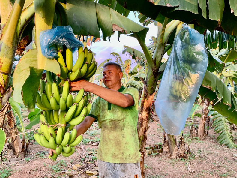 Farmers in Hung Yen Province harvest bananas for high income. 16-6-anh-khoai-chau-1.jpg