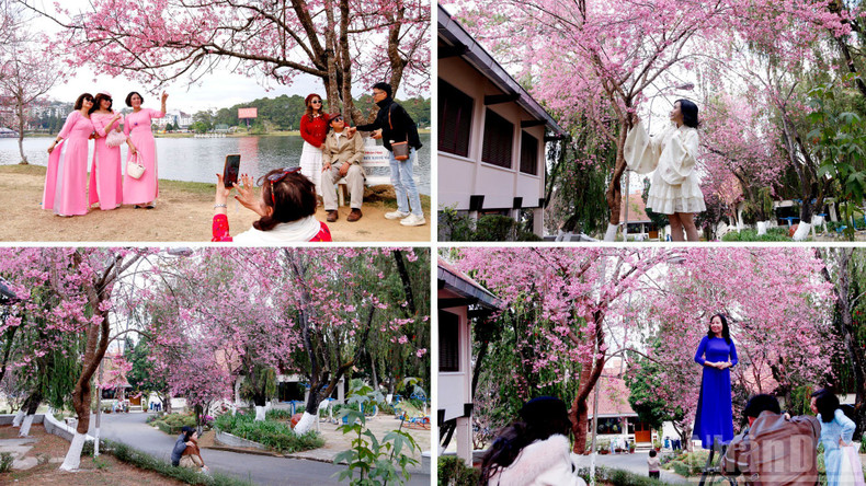 Spring festival season arrives in Da Lat. Young and old alike dress up, setting aside everyday worries to preserve moments amid the captivating pink-violet blossoms.