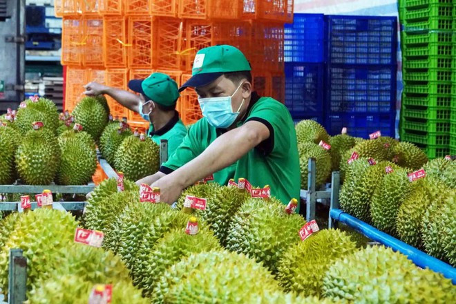 The farm produce traceability system is piloted for durians. (Photo: kinhtedothi.vn)