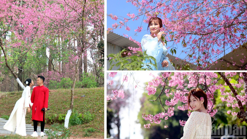 Visiting Da Lat in this season, strolling leisurely along blossom-shaded paths, one feels as if drifting through a romantic film — where soul and nature blend into a uniquely passionate spring love song of this dreamy land.