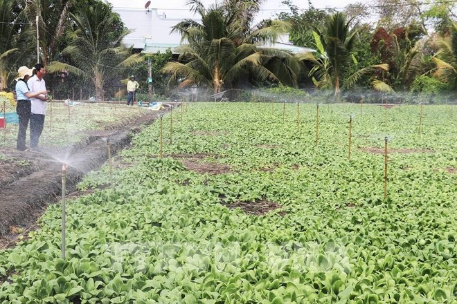 Farmers apply automatic sprinkler irrigation techniques to save water. (Photo: VNA)